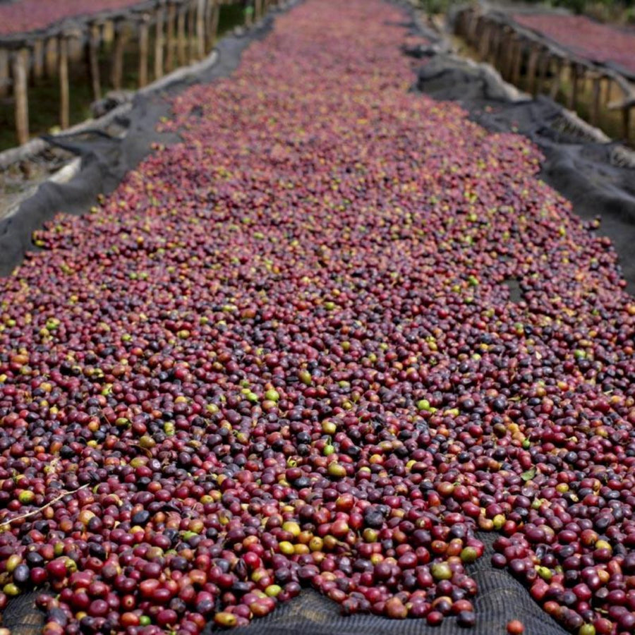 Raised coffee bean drying beds