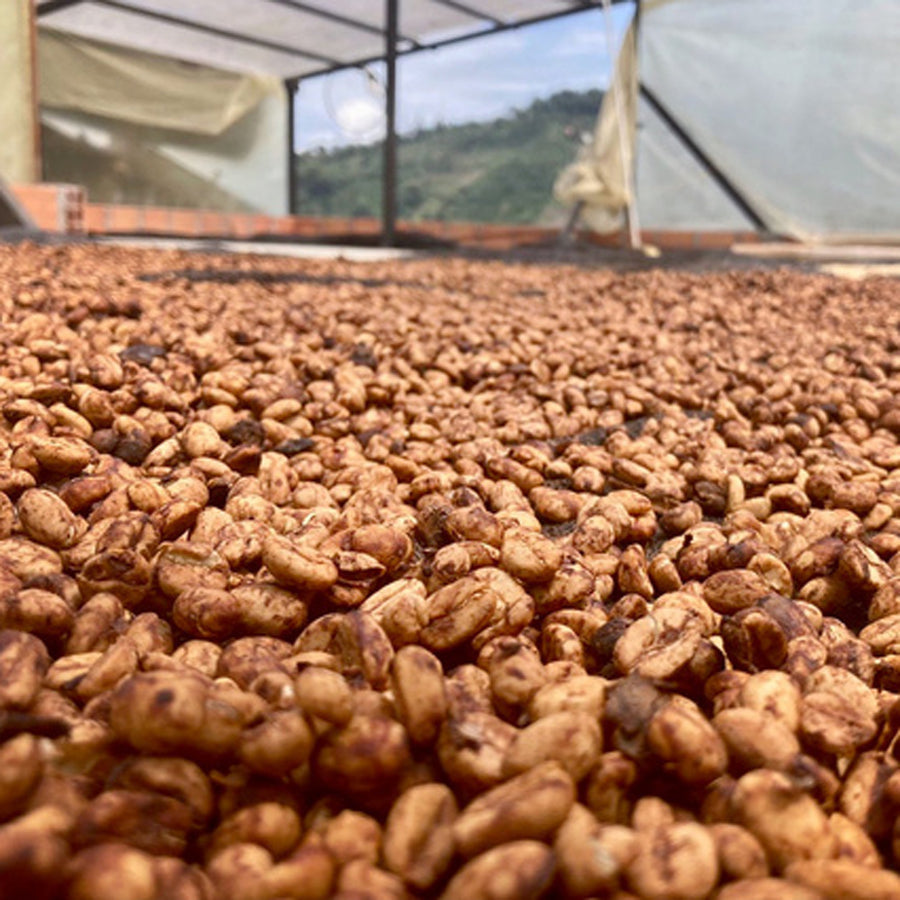 COLOMBIA Los Angeles Single Origin Coffee Beans by PIQUE Coffee