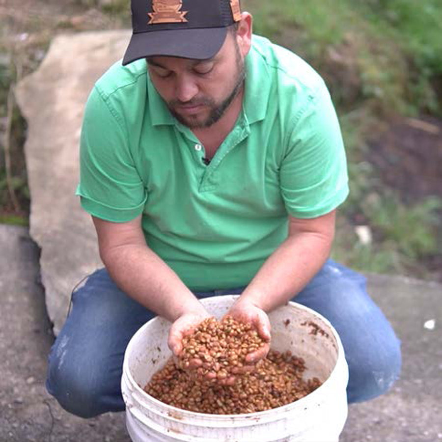 Coffee Farmer Oscar Restrepo  | COLOMBIA La Divisa Geisha Single Origin Coffee Beans by PIQUE Coffee