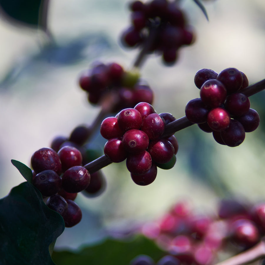 HONDURAS | El Pedrero Single Origin Coffee