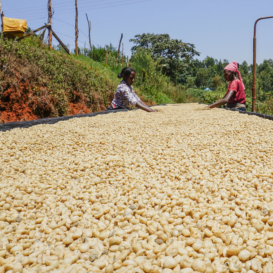 KENYA Mutitu Farm, Single Origin Coffee Beans Roasted by PIQUE 