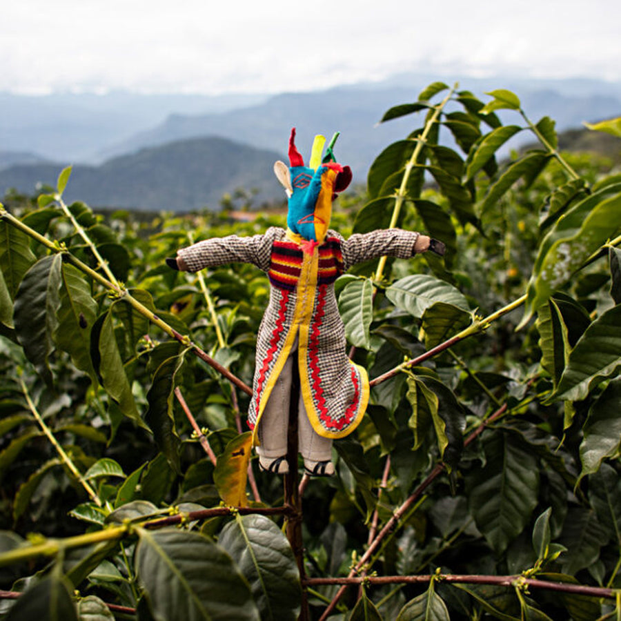 BOLIVIA | Floripondio Geisha