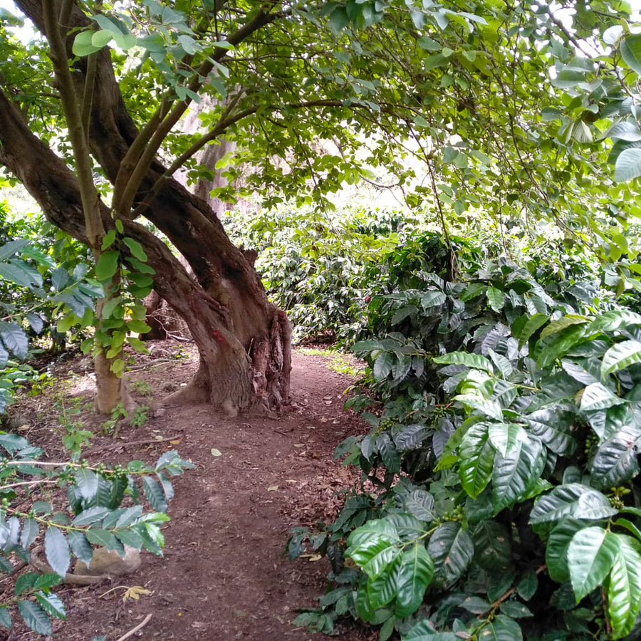 ECUADOR | Terrazas del Pisque