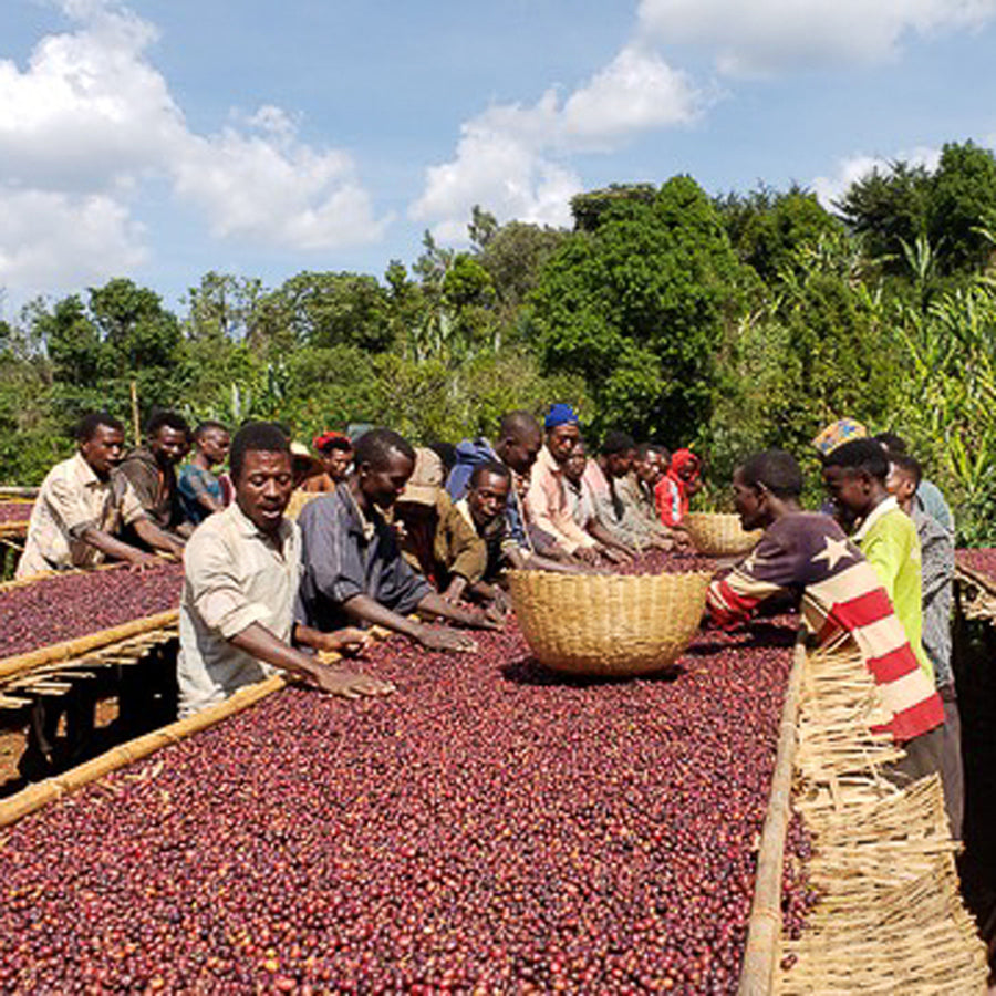 ETHIOPIA | Banko Gotiti