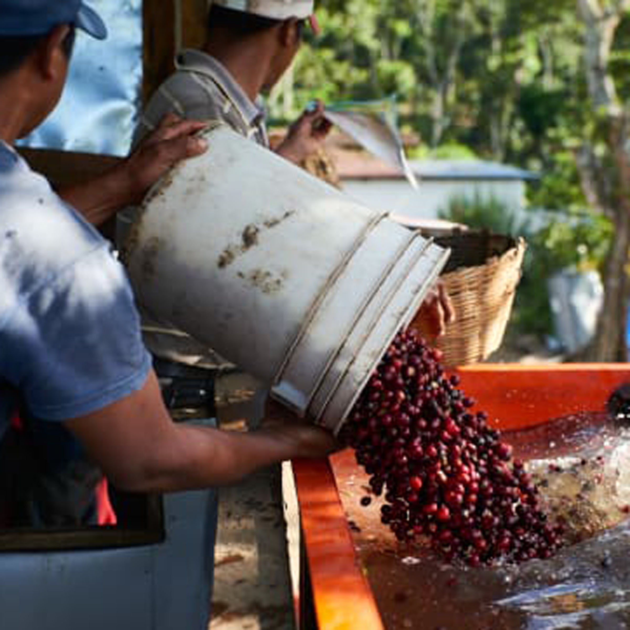 NICARAGUA Finca Las Nubes 250g | Washed Single Origin Coffee by PIQUE ...